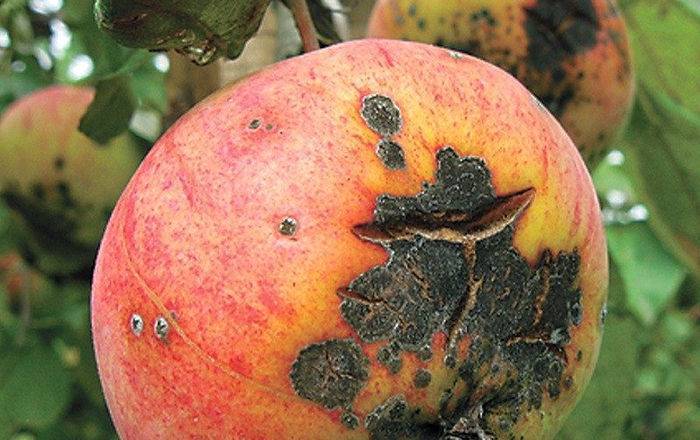 Обработка яблонь весной 2019 от болезней