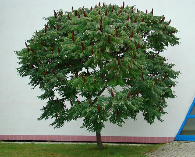 Любитель засухи и зноя — фисташковое дерево