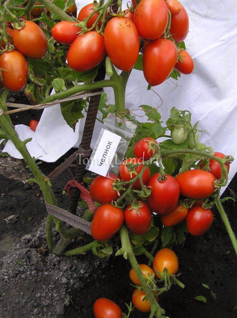 Как выращивать томаты сорта Челнок
