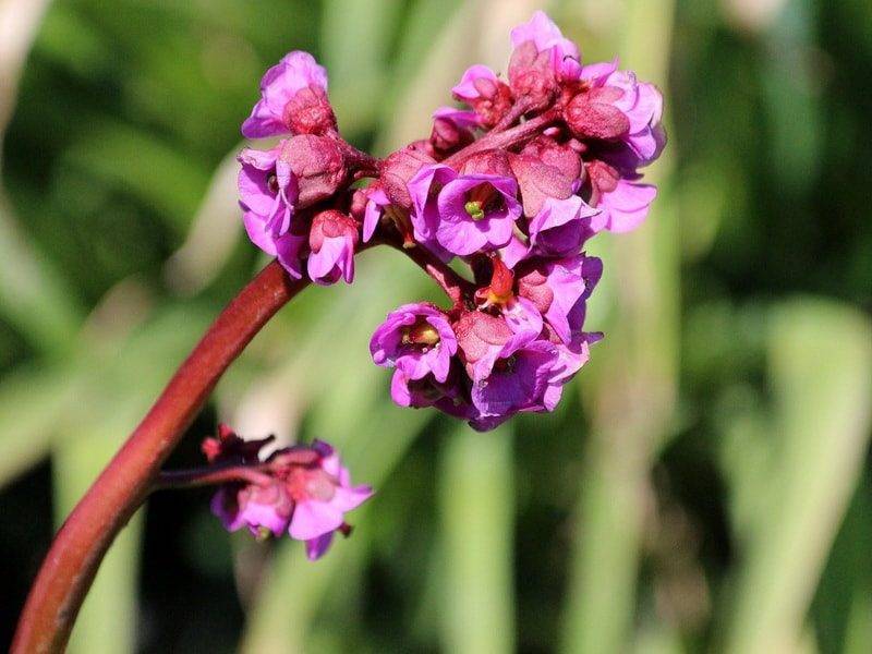 Бадан ― посадка, выращивание и уход за цветком в открытом грунте