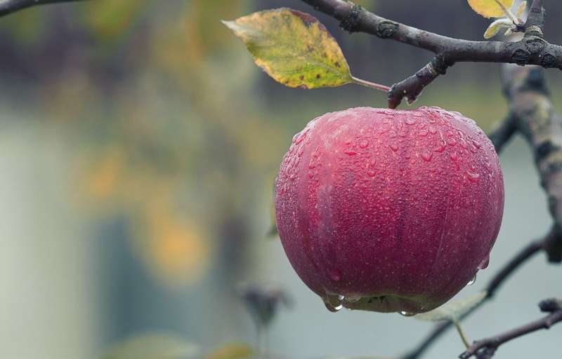 Фото любимых сортов яблонь с названием и описанием