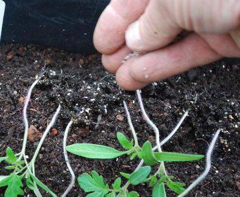 Как осуществляется выращивание помидоров по методу маслова