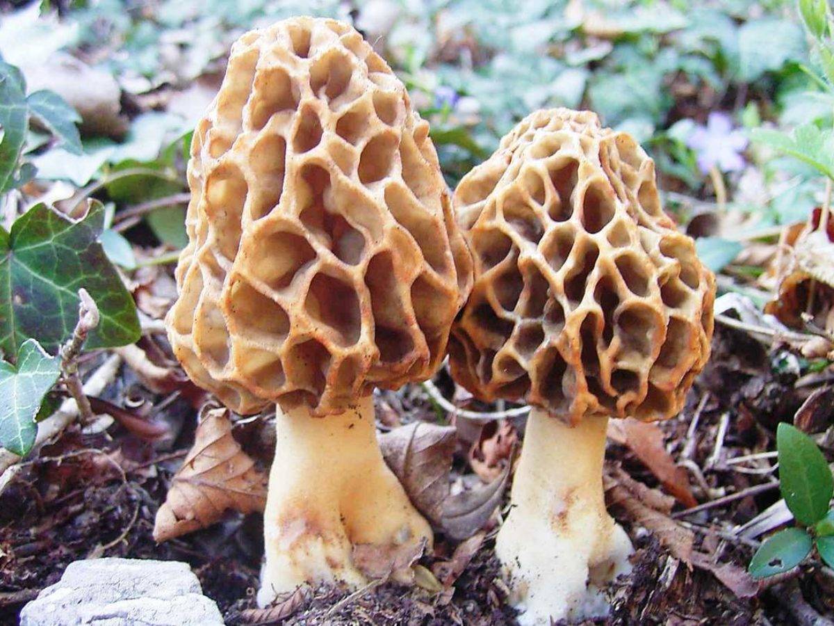 Съедобные и несъедобные древесные грибы: их описание и фото
