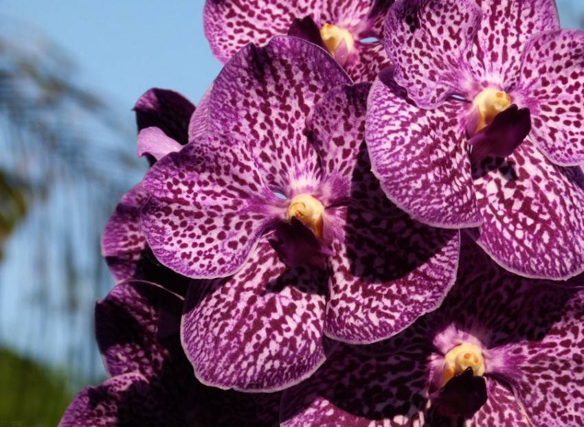 Орхидея ванда – инструкции по уходу в домашних условиях. 90 фото + видео советы по выращиванию