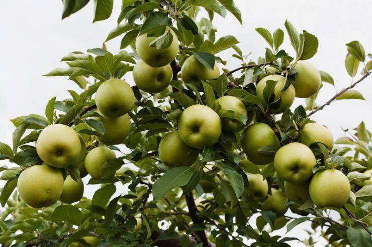 Вредители яблони и методы борьбы