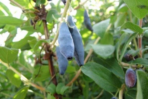 Жимолость голубое веретено: описание и характеристика сорта, особенности выращивания и ухода