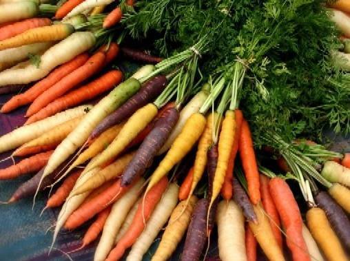 Черная морковь — что это такое и в чем ее особенности