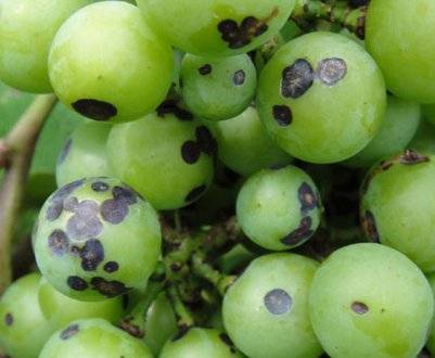 Изучаем болезни винограда и способы борьбы с ними