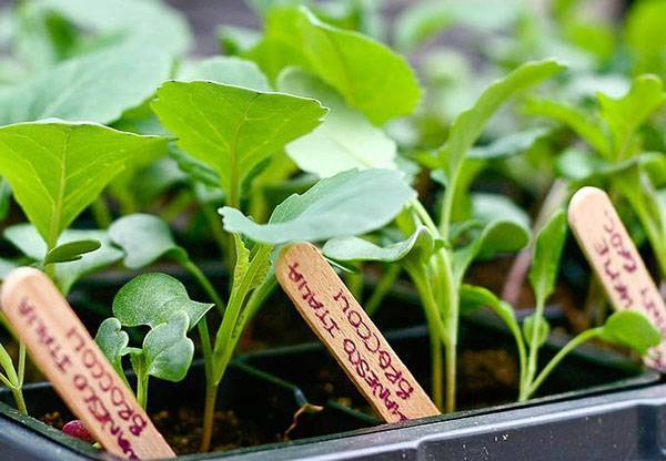 Как посадить и вырастить брокколи в открытом грунте