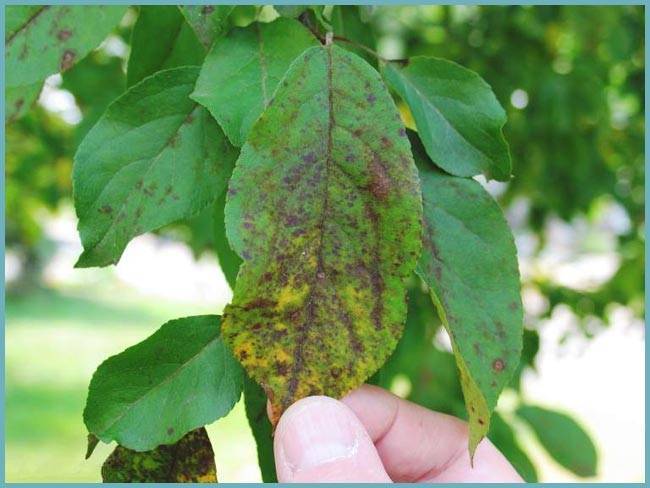 Яблоня: болезни и вредители, фото, гусеницы, тля, пятна на листьях