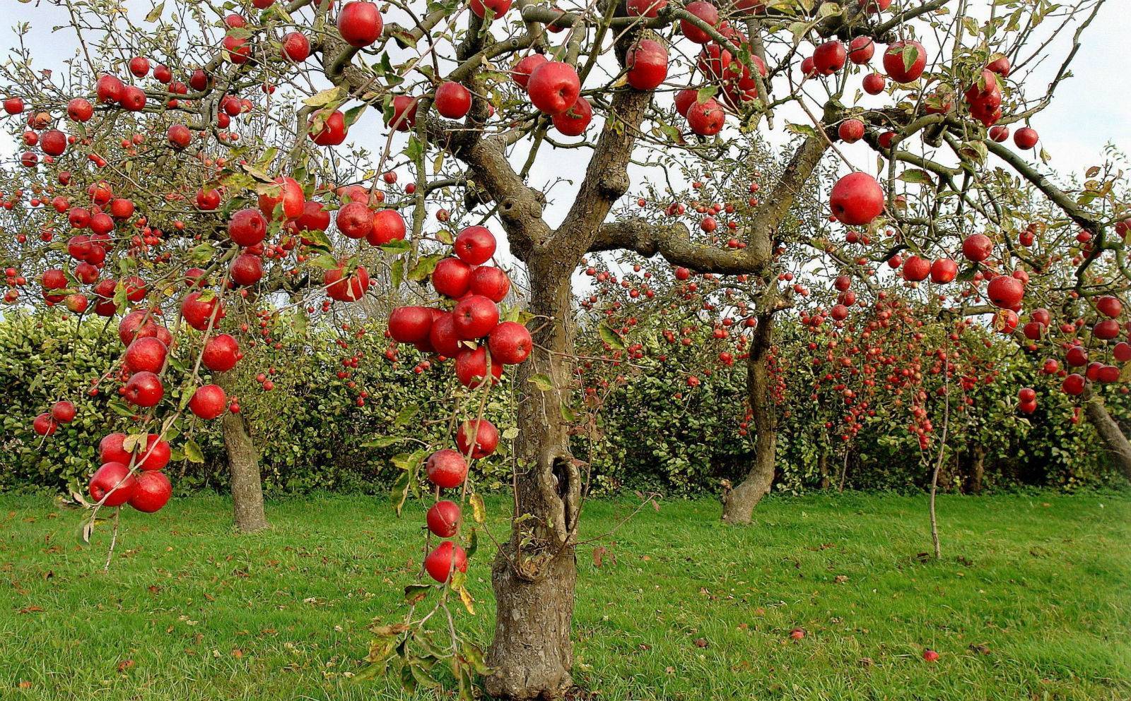 Почему яблони плодоносят не каждый год
