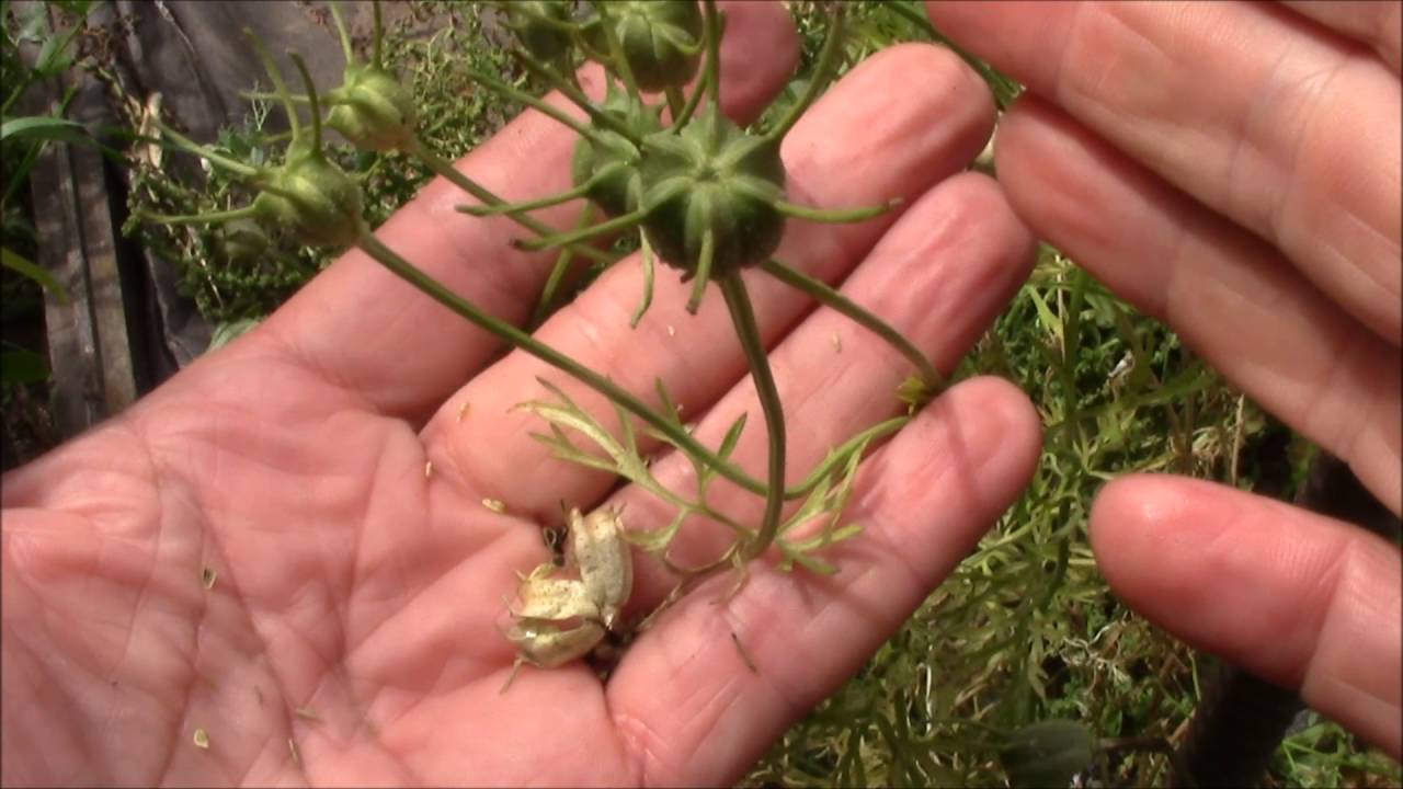 Как вырастить ароматный майоран из семян в открытом грунте и в домашних условиях