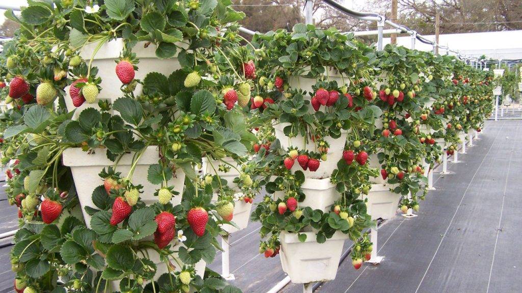 Как выращивать овощи и ягоды на гидропонной системе круглый год