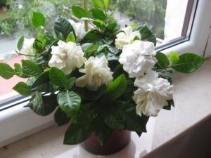 Цветок гардения жасминовидная: уход в домашних условиях и фото