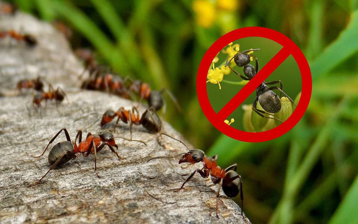 Как в огороде избавиться от муравьев