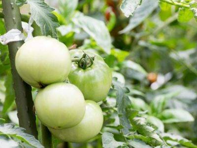 Органо-минеральное удобрение bio vita «синьор помидор» — инструкция по применению