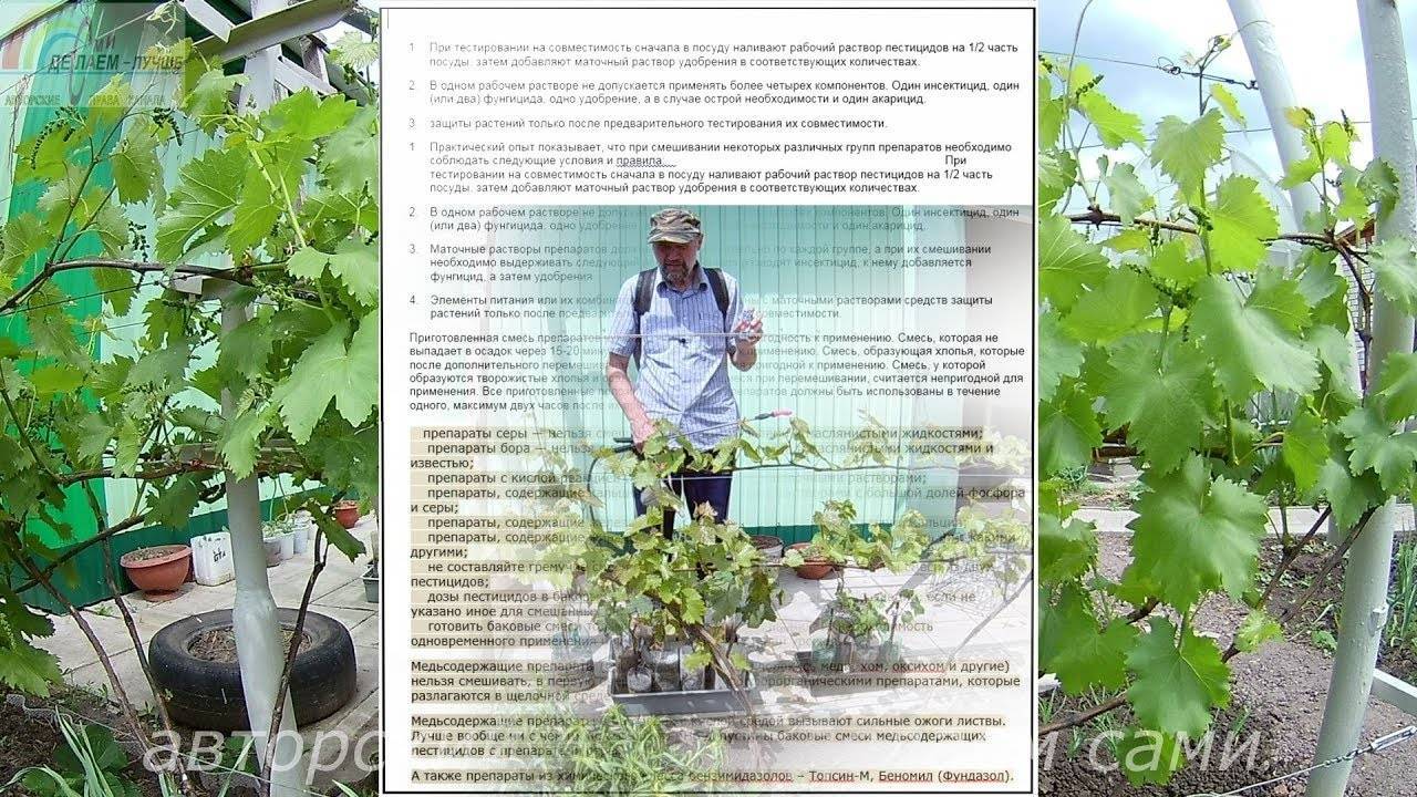 Обработка винограда от болезней и вредителей от а до я
