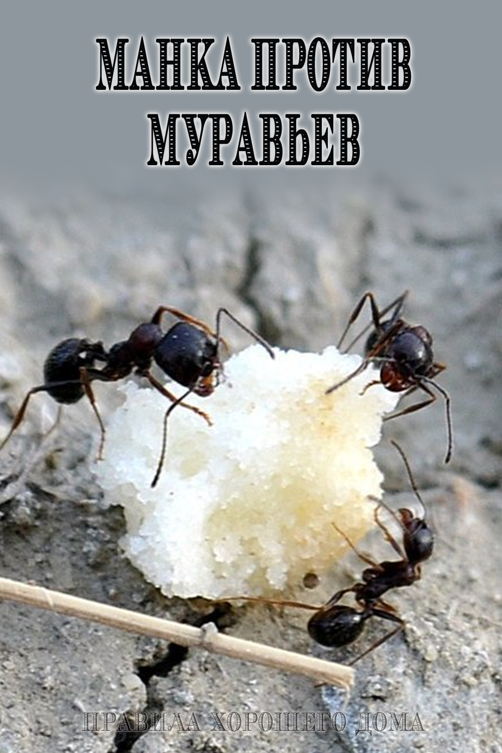 Как избавиться от муравьев на даче при помощи народных средств и ядохимикатов