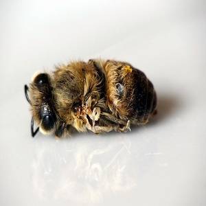 Обработка пчел бипином осенью – когда, как, чем? разбираем процесс подробно