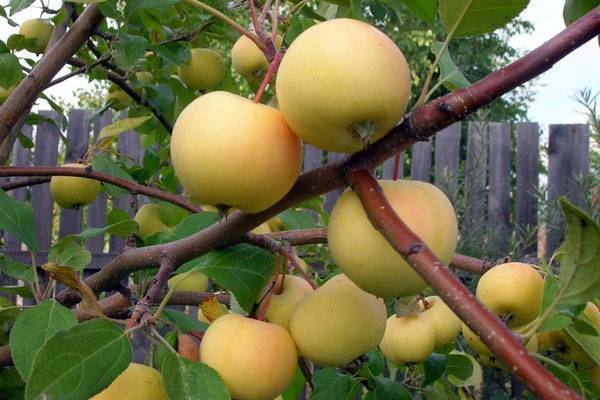 Яблоки сортов уральской и канадской селекции для садов Сибири, виды
