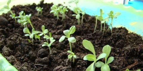 Как самостоятельно вырастить гортензию в открытом грунте?