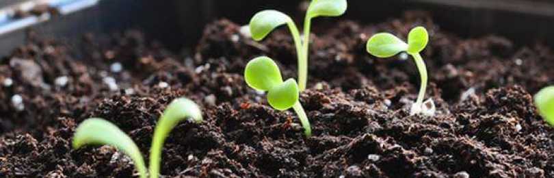 На заметку дачнику: выращивание майорана из семян и рассадой