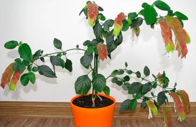 Белопероне — уход за комнатным растением в домашних условиях ?