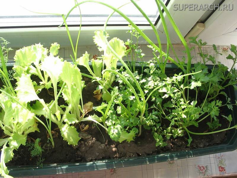 Зеленая петрушка на подоконнике – как вырастить петрушку семенами и корнеплодами