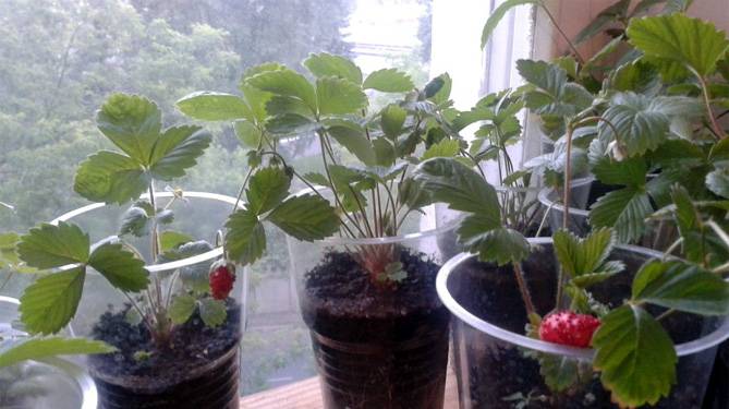 Рассада клубники: как вырастить из семян в домашних условиях