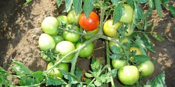 Высокорослые томаты для теплиц: высокоурожайные