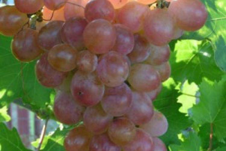 Виноград ризамат: описание сорта, фото и отзывы садоводов