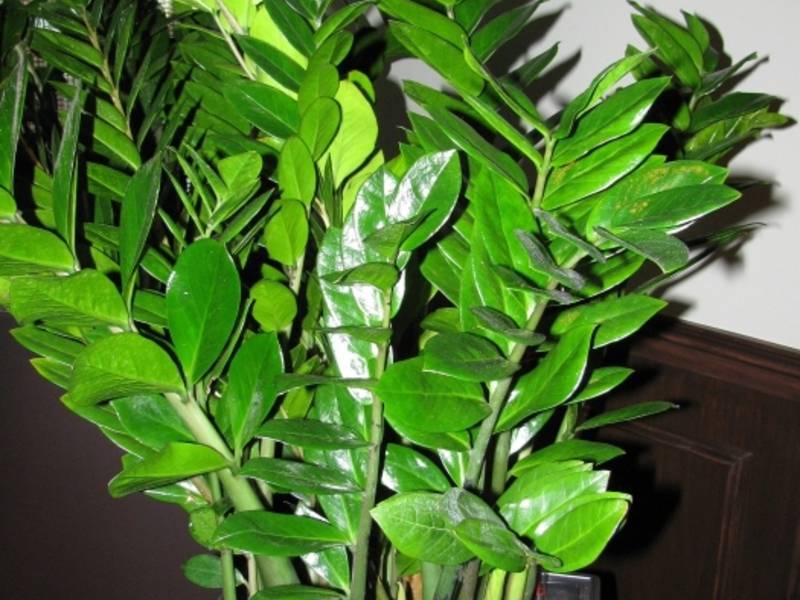 Долларовое дерево или замиокулькас: комнатное растение для красоты и достатка