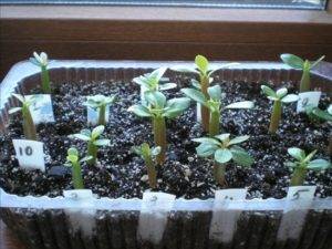 Особенности выращивания адениума из семян в домашних условиях