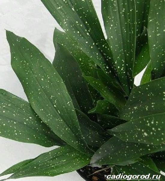 Аспидистра — растение с изумрудной листвой и чугунным характером