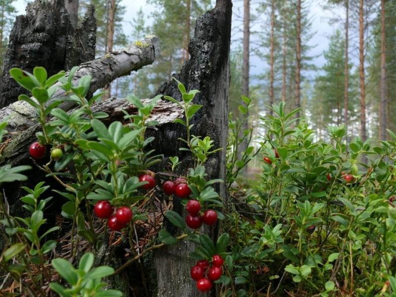 Лесные ягоды, название и фото, съедобные и ядовитые растения