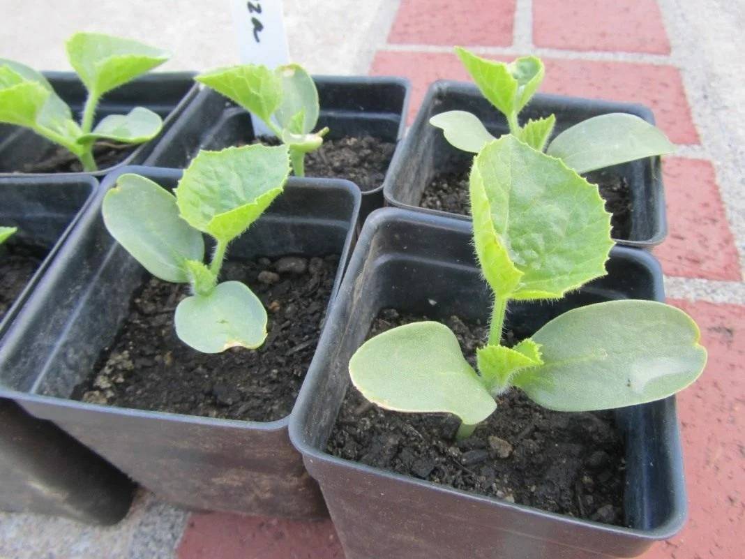 Как посадить и вырастить арбуз в открытом грунте?