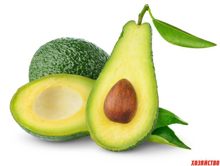 Авокадо - это фрукт или овощ? полезные свойства и сферы применения авокадо. сочетание авокадо с другими продуктами