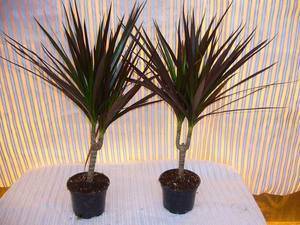 Фото с названиями видов домашних пальм