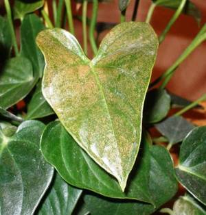 Как лечить болезни листьев антуриума: фото и описание