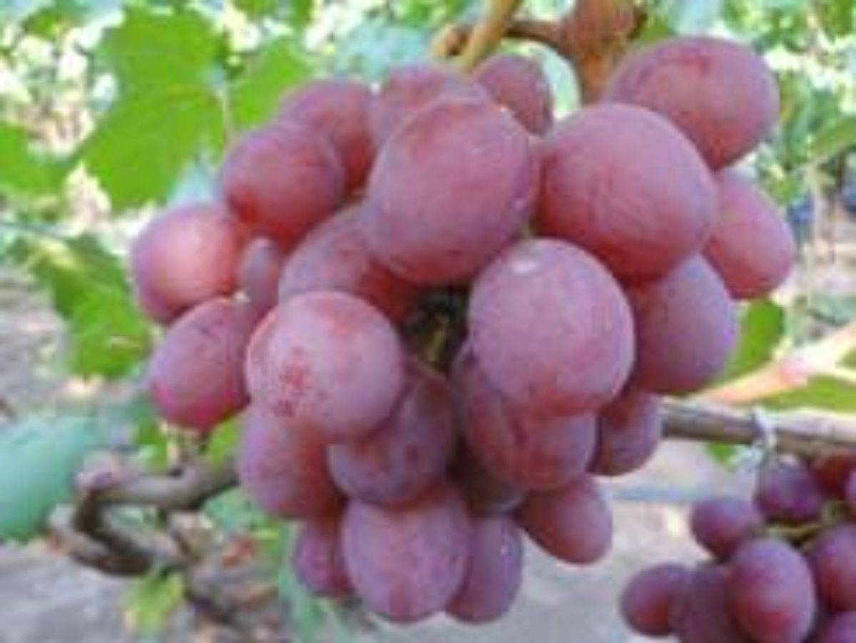 Описание и характеристика винограда сорта анюта, посадка и уход