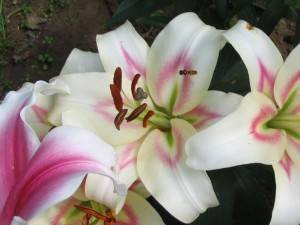 Как пересадить и размножить лилию в саду – пошаговый мастер-класс с фото