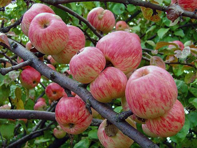 Яблоня орлик: описание сорта, фото, отзывы садоводов