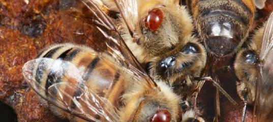 Осеняя обработка пчел бипином