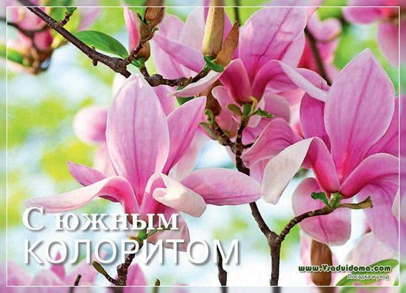 Как выращивать цветы канны в саду в Сибири, посадка, уход, зимовка