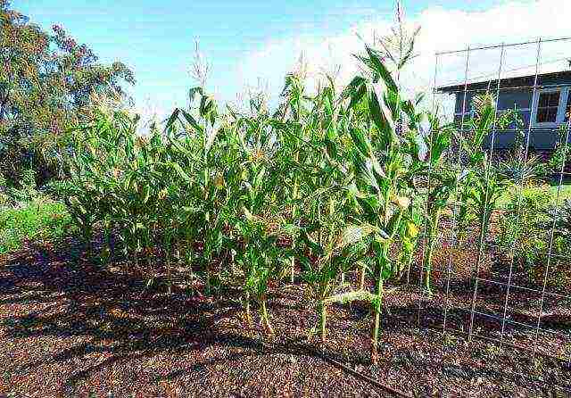 Выращивание кукурузы на даче — королева полей для нечерноземья
