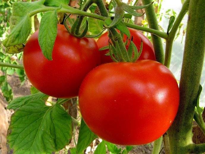 Выращивание помидоров в открытом грунте: от посадки до сбора урожая