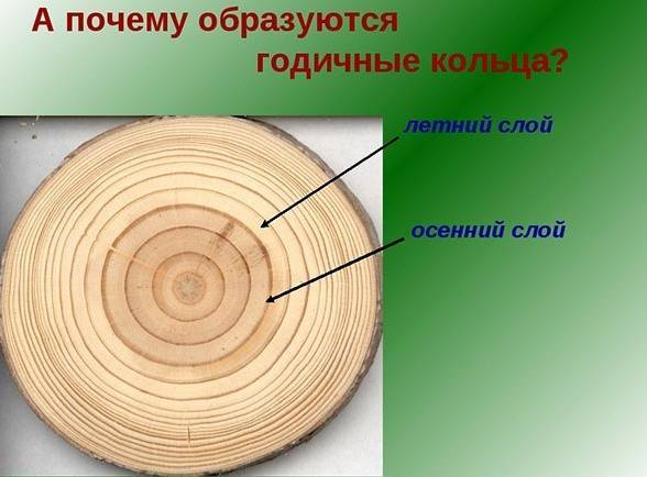 Сколько лет живет дерево береза в зависимости от вида и климата? сколько лет живет береза в россии? как продлить жизнь березы?