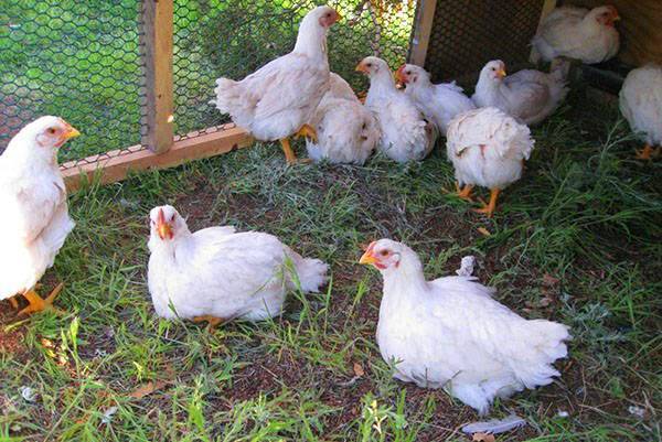 Чем можно кормить цыплят-бройлеров — обзор полезных и не полезных кормов
