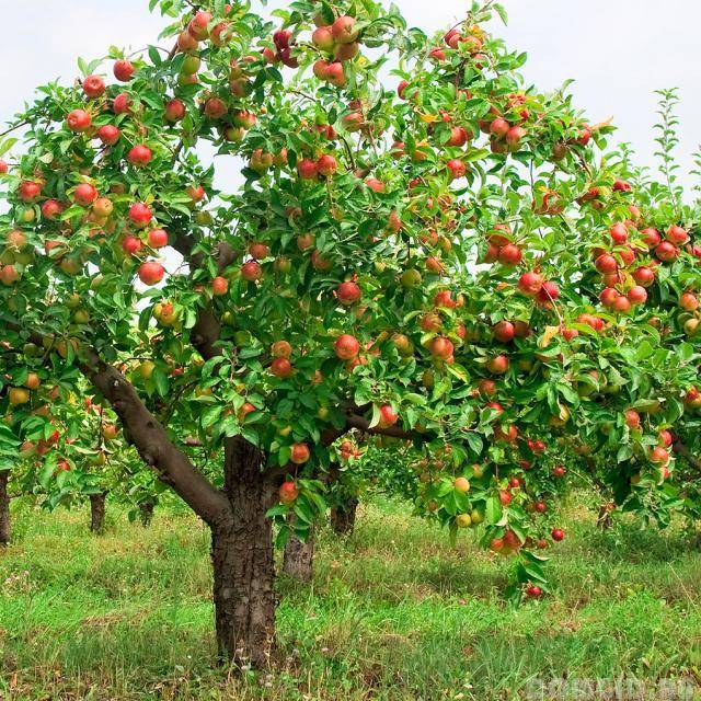 Чем подкормить плодовые деревья в августе