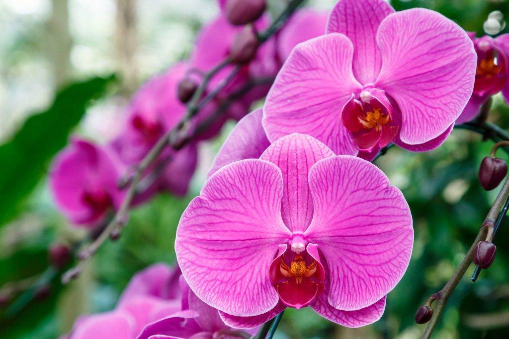 Пошаговая инструкция, как отсадить детку орхидеи фаленопсис